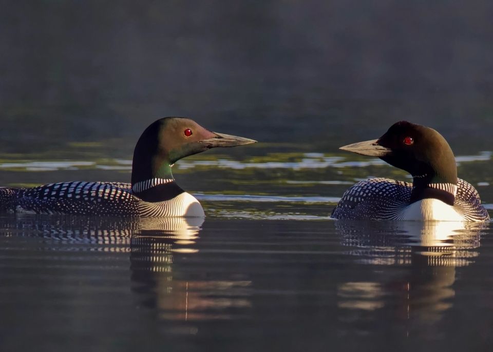 Common Loon